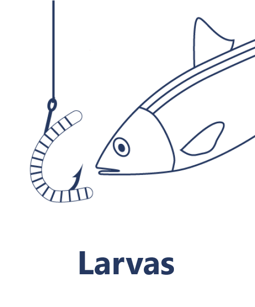 Larvas